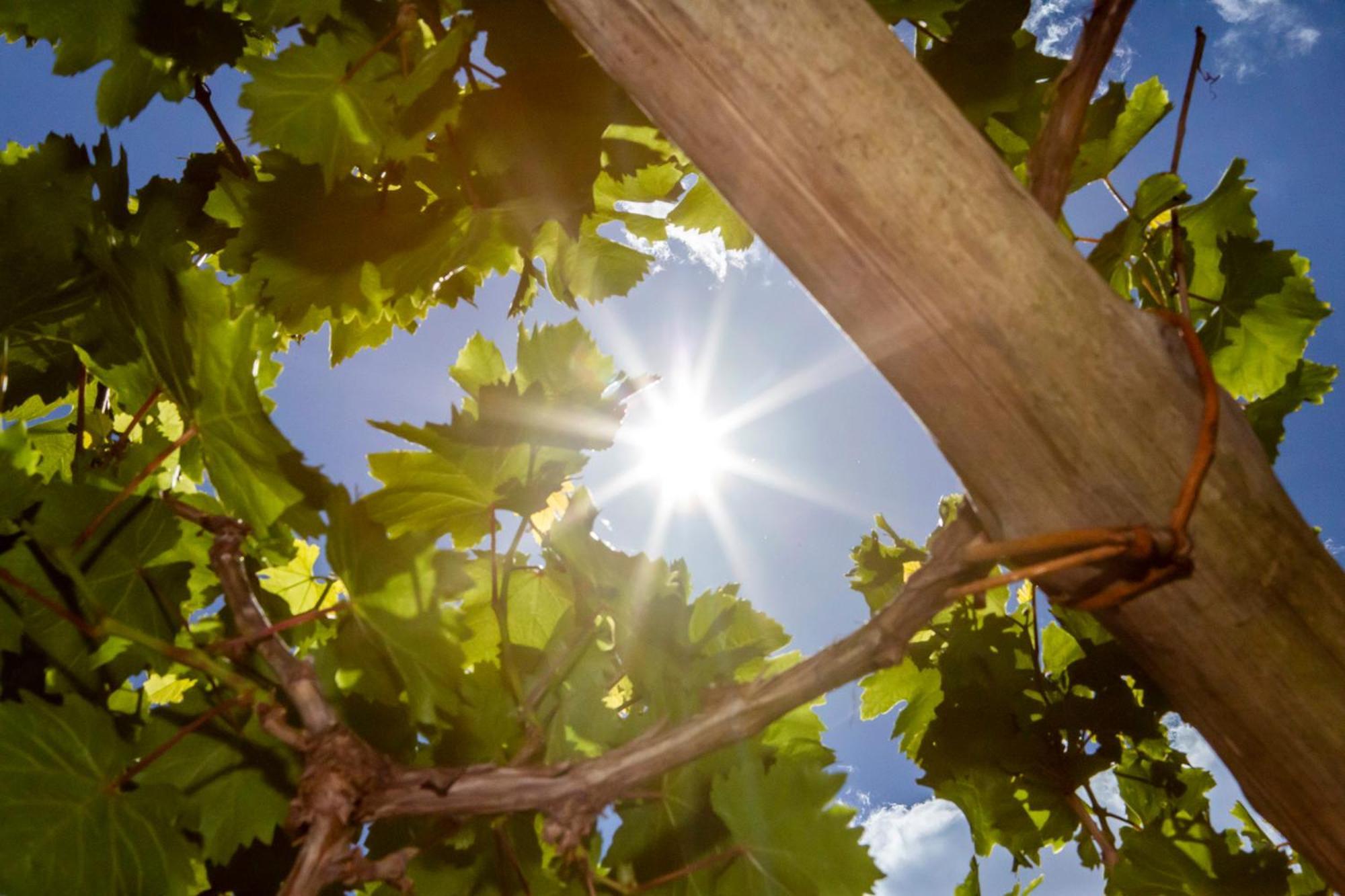 Tenuta La Picola Furore Esterno foto