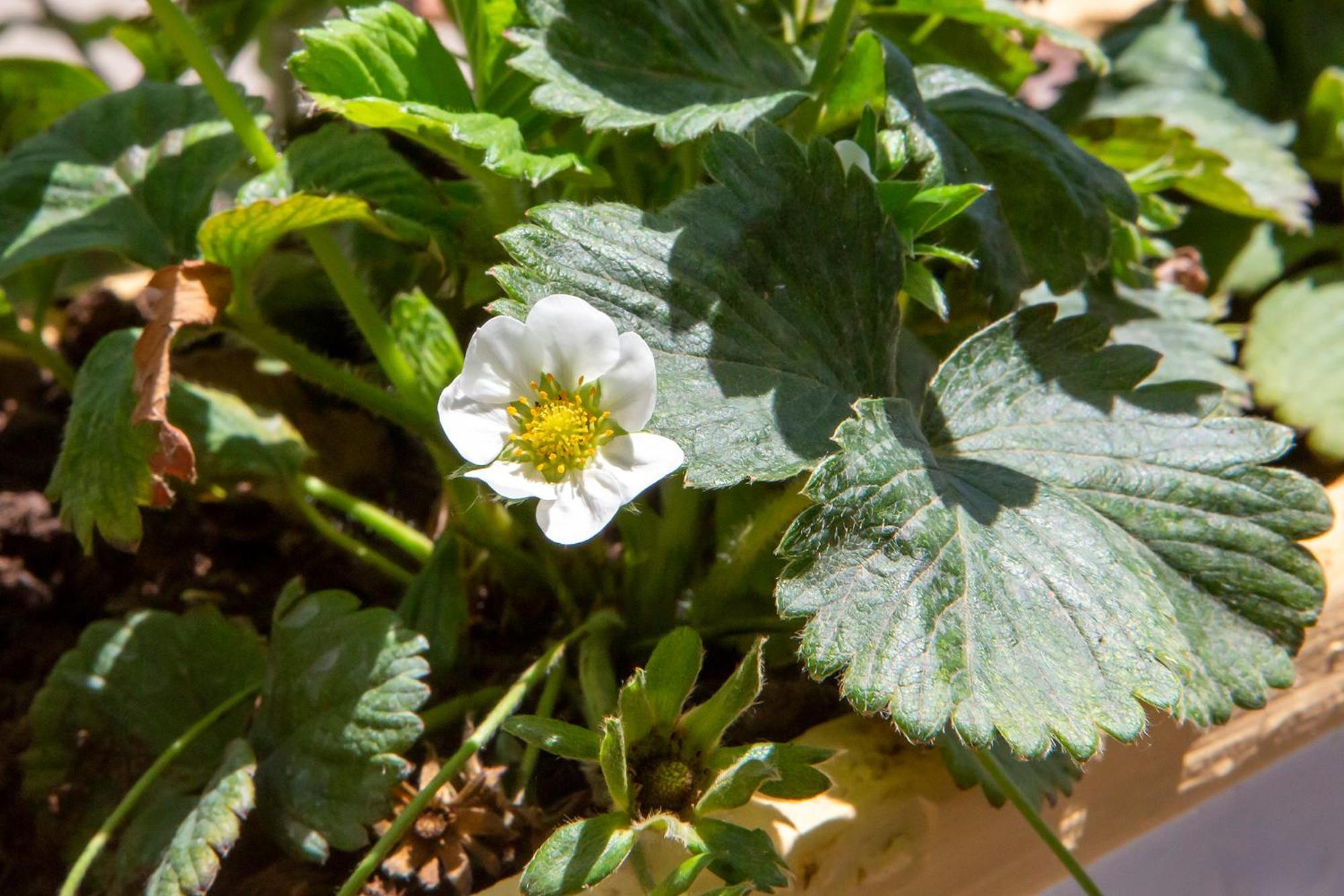 Tenuta La Picola Furore Esterno foto