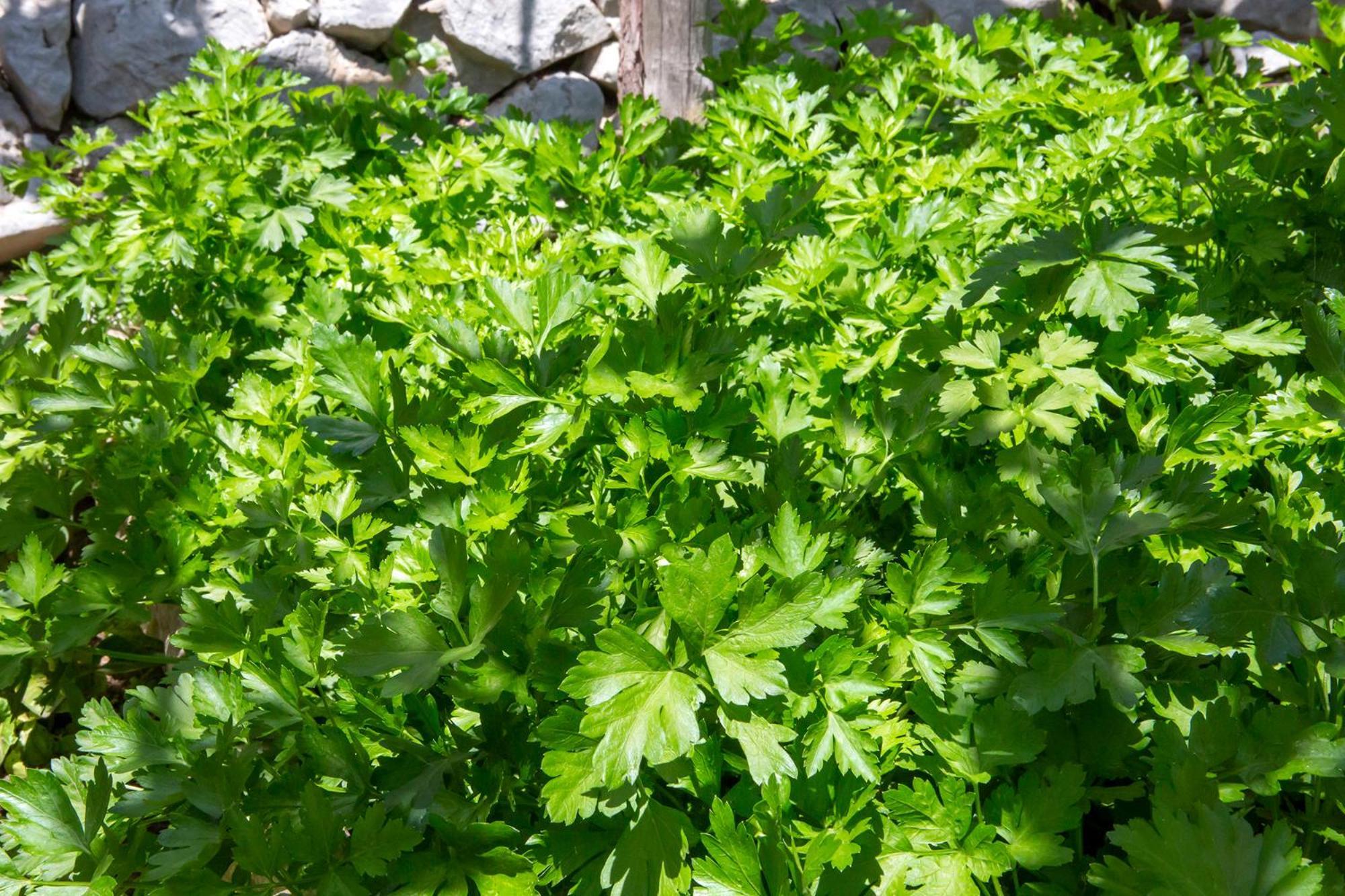 Tenuta La Picola Furore Esterno foto