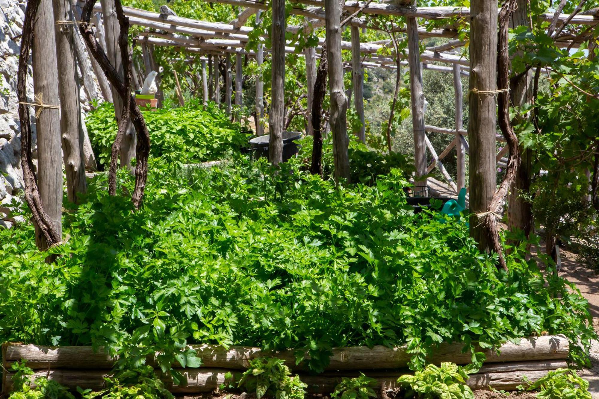Tenuta La Picola Furore Esterno foto